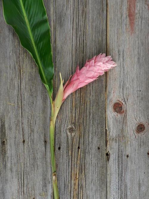 PINK GINGER  PINK GINGER